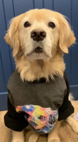 Order Your Sit! Stay! Read! Shirt Today!